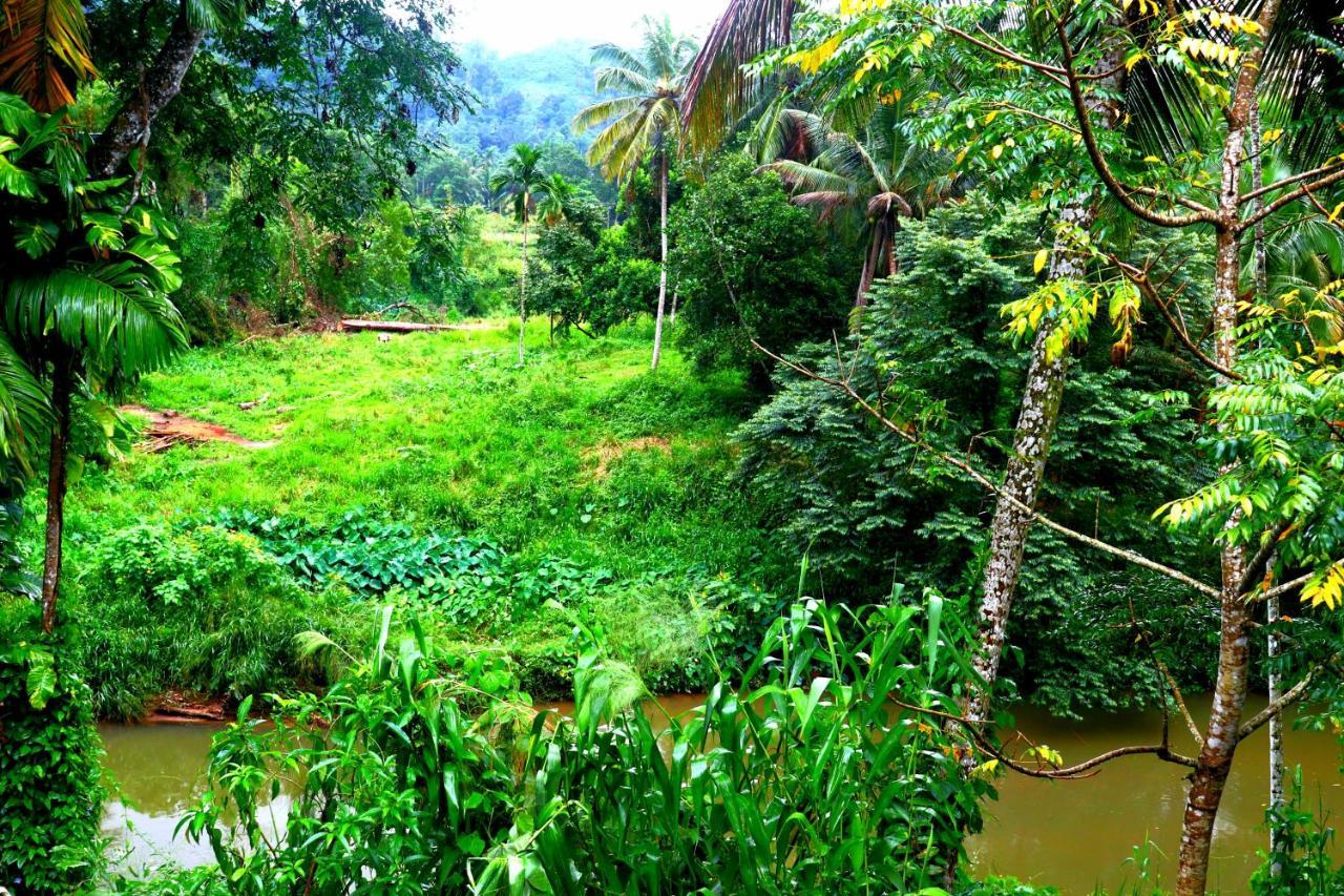 Rainforest River Bay Deniyaya Exteriér fotografie